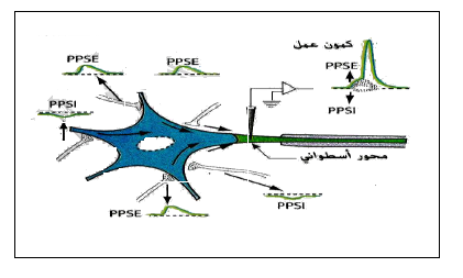 الملخص الادماج العصبي